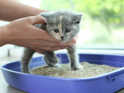 З чого роблять котячий наповнювач