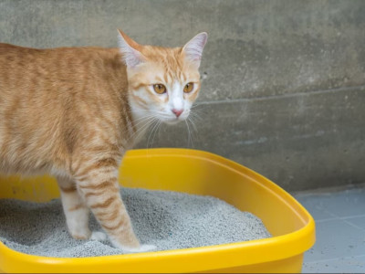 Запах з котячого лотка